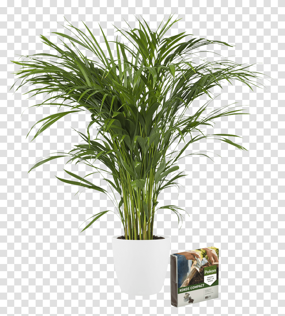 Indoor Plant Golden Cane Large Pot Plants, Tree, Palm Tree, Arecaceae, Vegetation Transparent Png