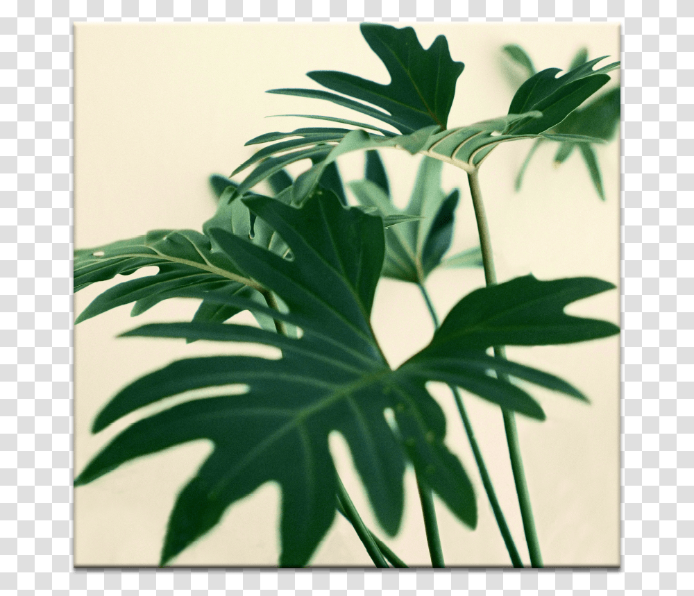 Indoor Plant Permanent Decision Based On Temporary Feelings, Leaf, Flower, Blossom, Geranium Transparent Png