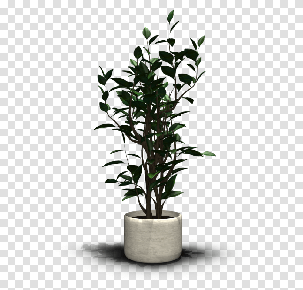 Indoor Plant, Vase, Jar, Pottery, Potted Plant Transparent Png