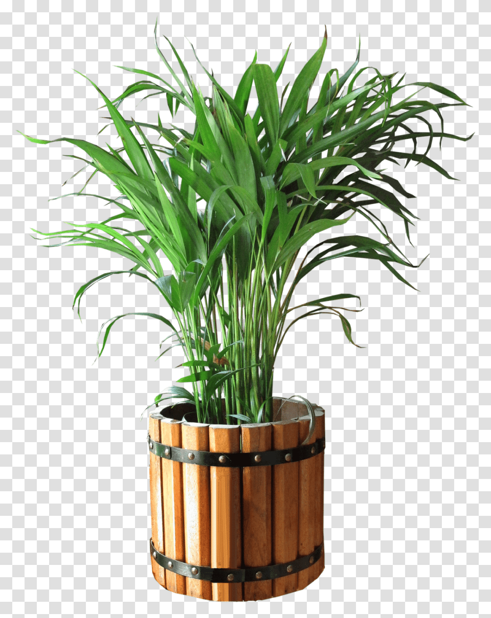 Indoor Plants Bunga Di Pot, Flower, Blossom, Grass, Tree Transparent Png