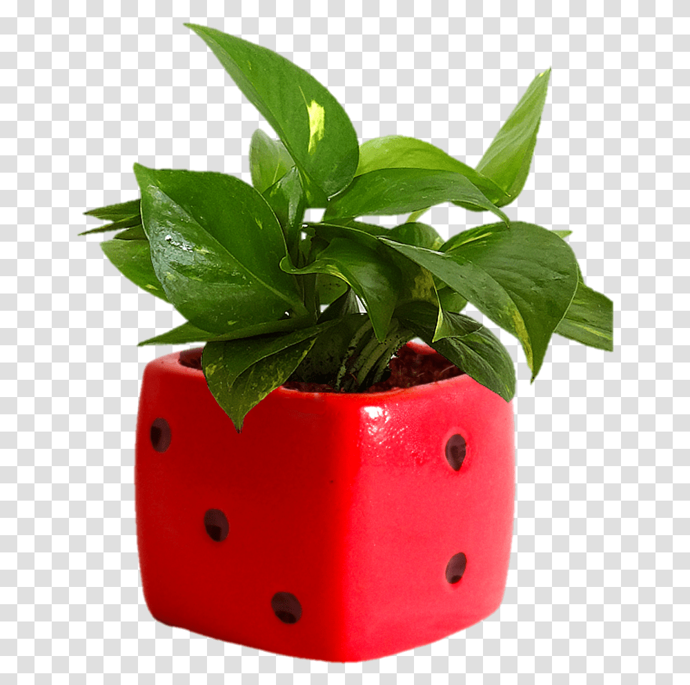 Indoor Plants Download Mony Plant In Bottle, Leaf, Pot, Potted Plant, Vase Transparent Png