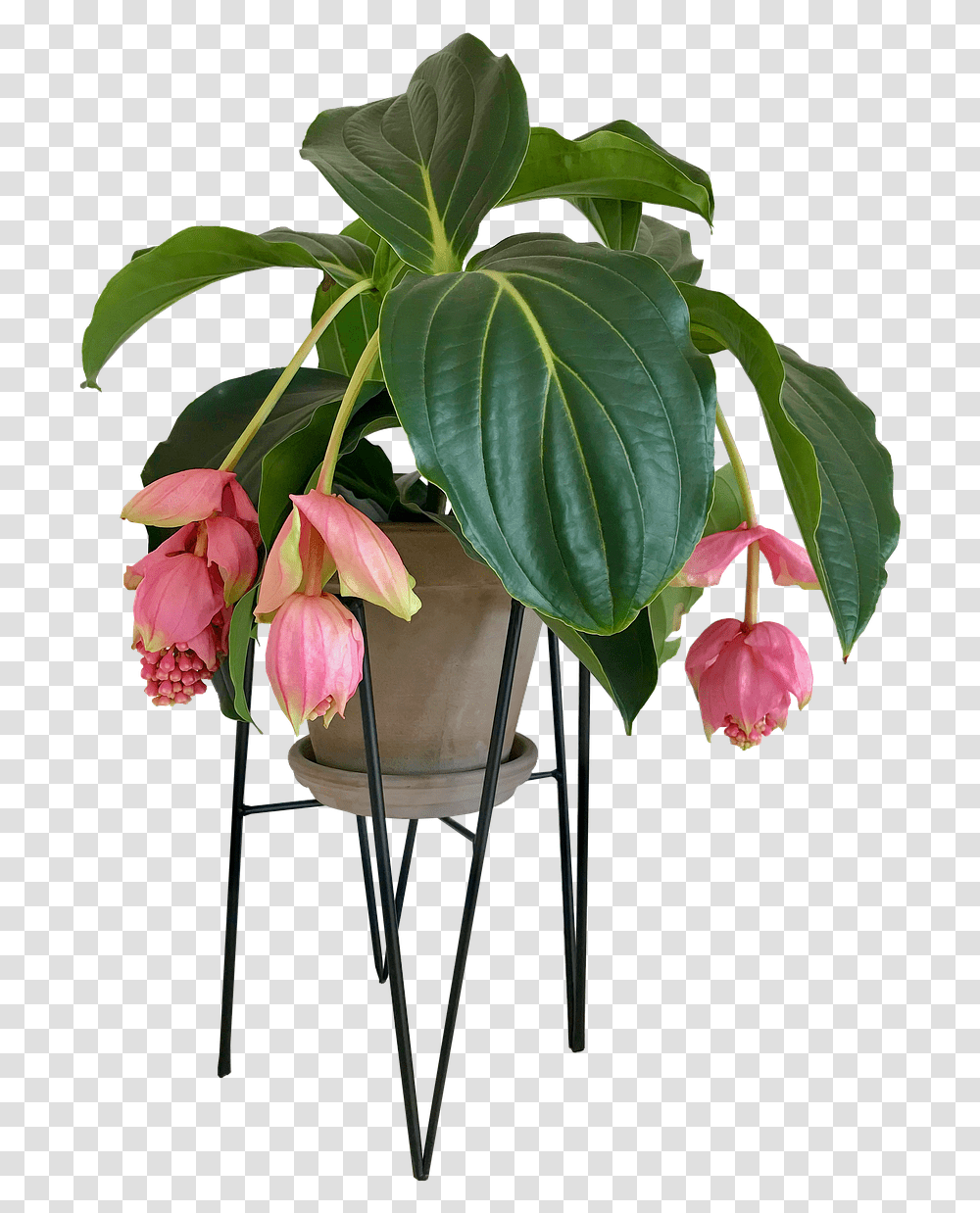 Indoor Plants, Flower, Ikebana, Vase Transparent Png