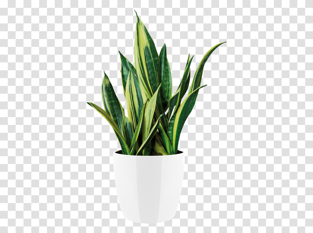 Indoor Plants Flowerpot, Aloe, Leaf, Blossom Transparent Png