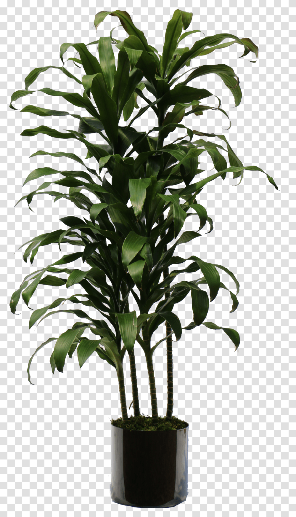 Indoor Plants Indoor Plant, Tree, Palm Tree, Arecaceae, Flower Transparent Png