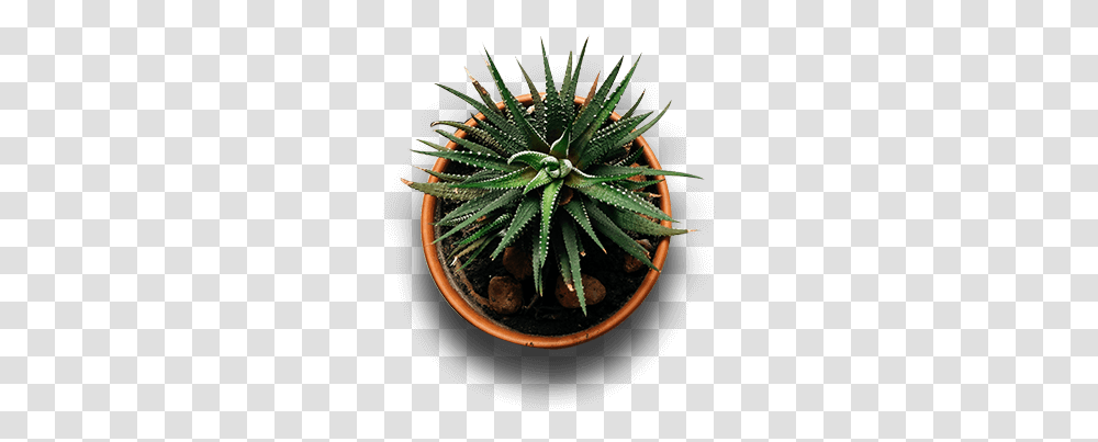 Indoor Plants Top View Image Flower Pot View Top, Aloe Transparent Png