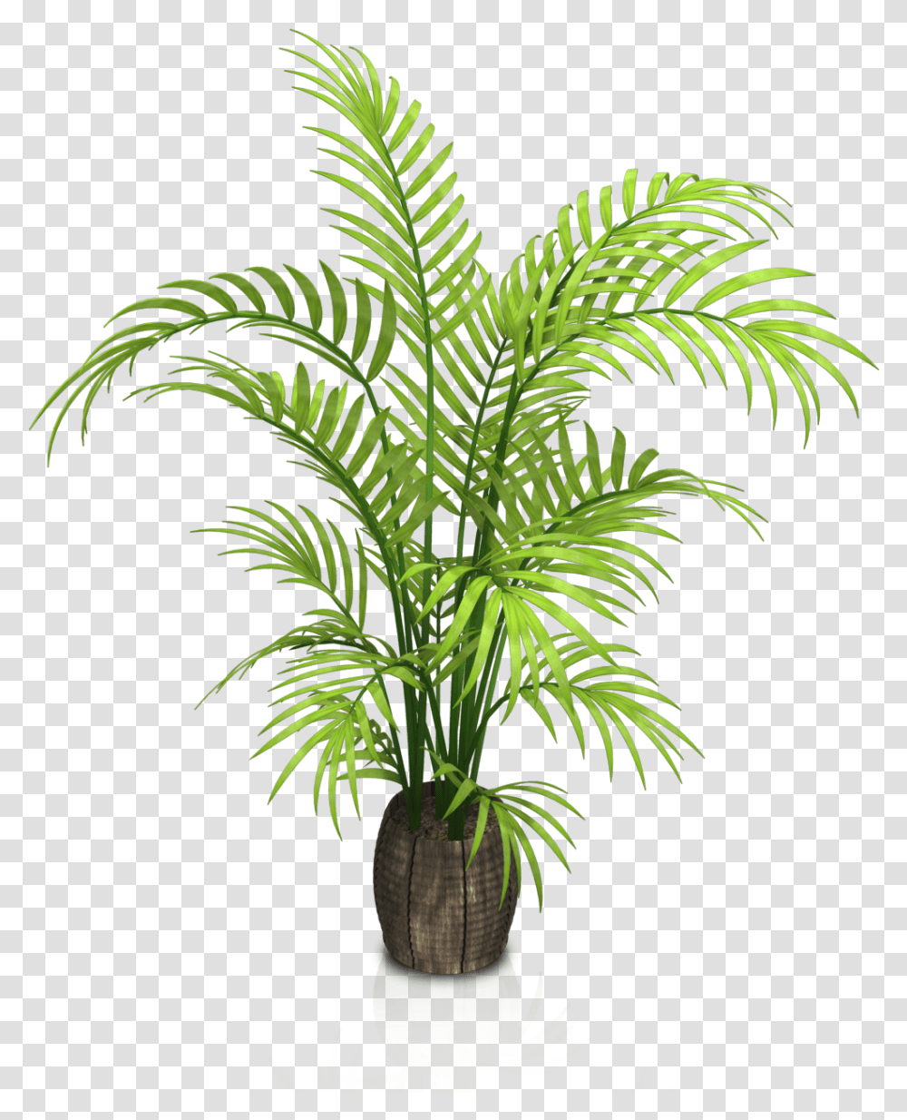 Indoor Potted Plants Download Background Potted Plants, Tree, Green, Palm Tree, Arecaceae Transparent Png