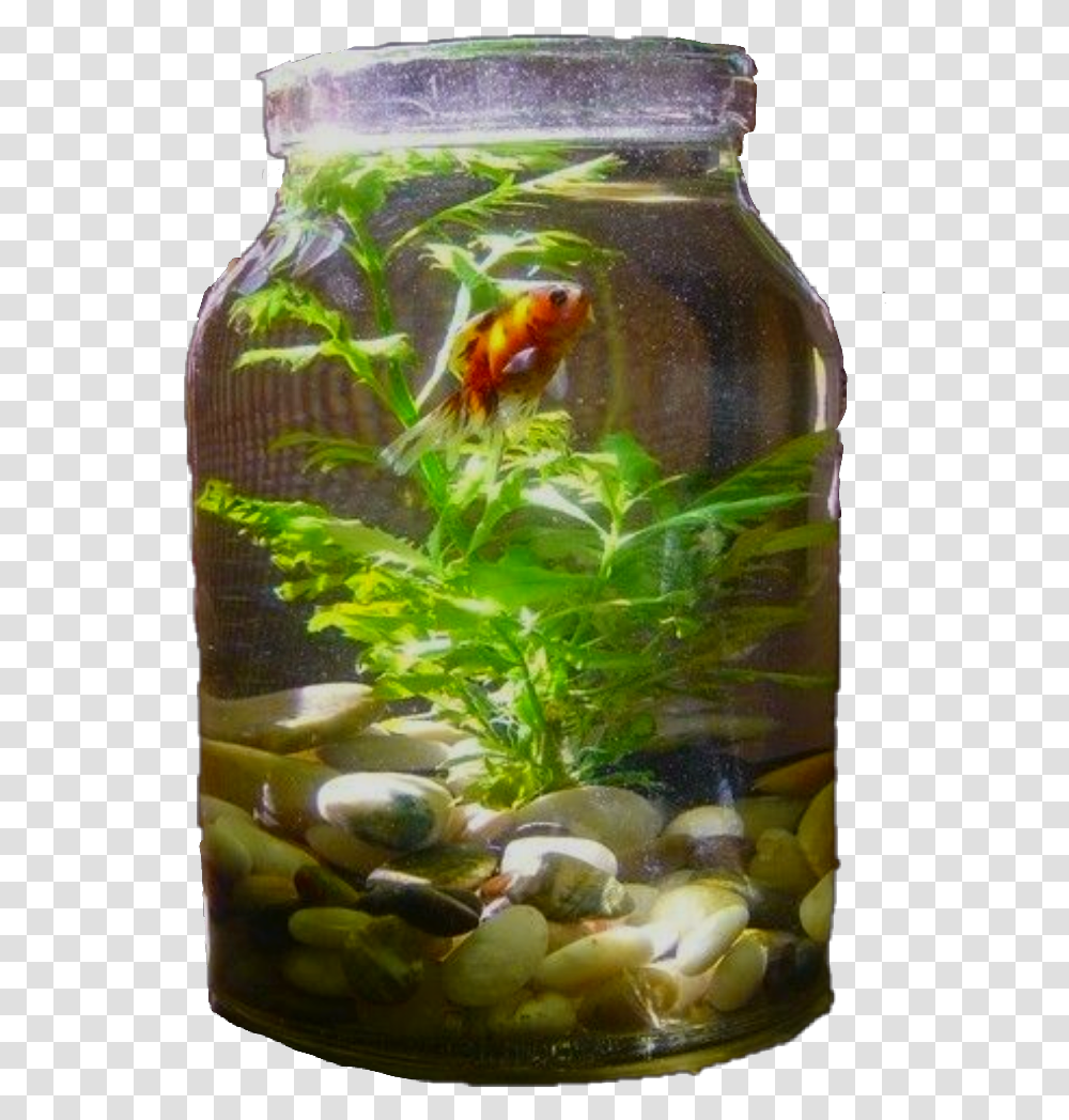 Indoor Water Garden In A Jar Make Your Aquarium Look More Natural, Animal, Bird, Sea Life, Fish Transparent Png