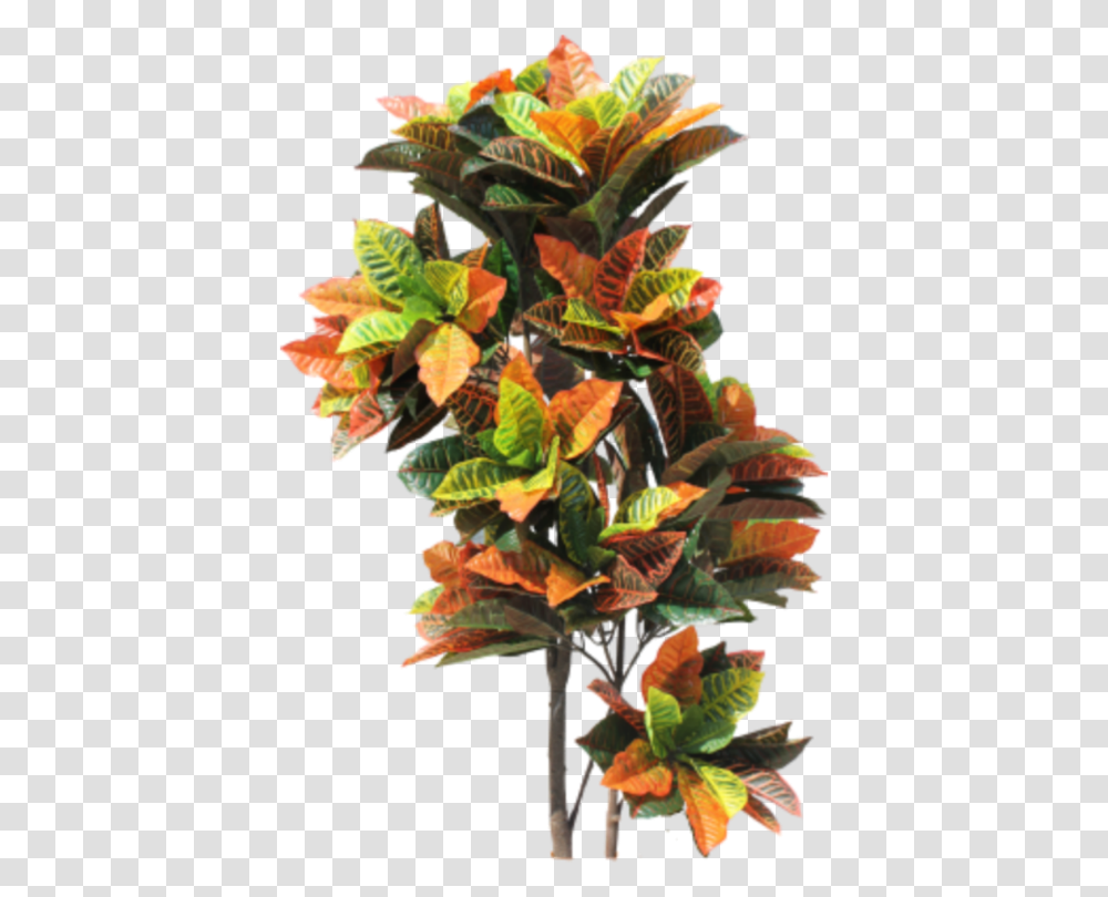 Indoorplant Plant Tropical Jungle Nature Croton Tree Tropical Tree, Leaf, Flower, Acanthaceae, Art Transparent Png