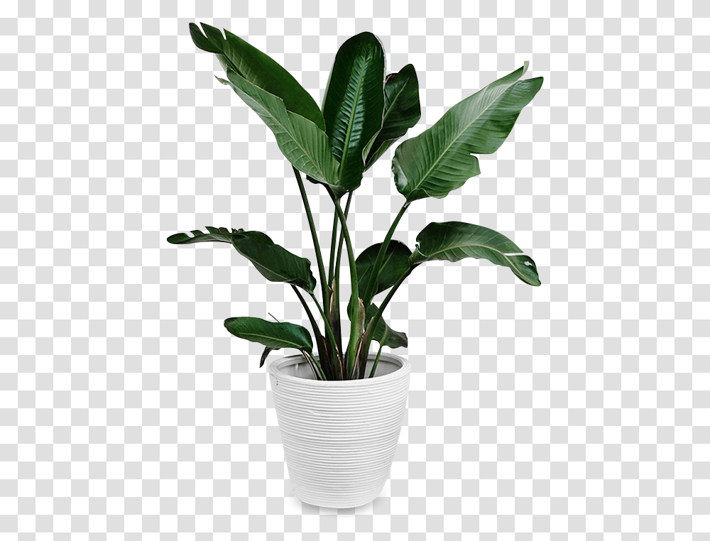 Indoors Tropical Plant Plants Cut Out, Leaf, Tree, Palm Tree, Arecaceae Transparent Png