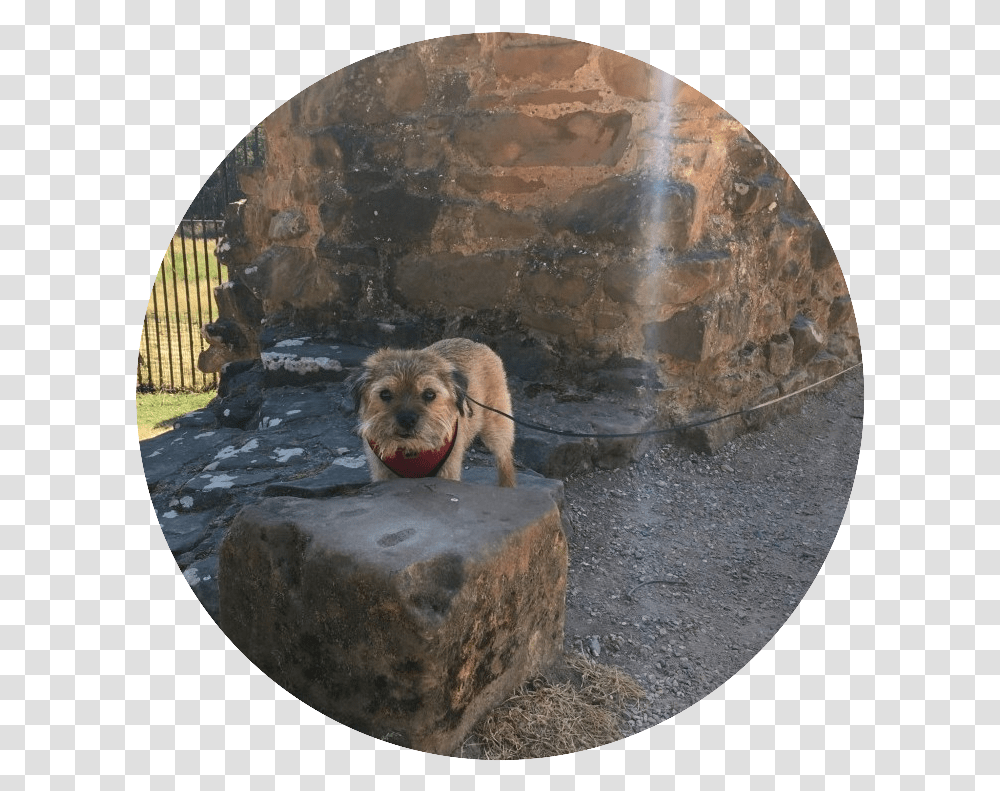 Indy Admiring The Ruins Of Kenilworth Castel In Warwickshire Dog Catches Something, Pet, Canine, Animal, Mammal Transparent Png