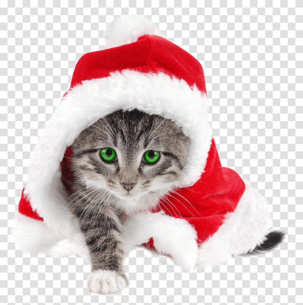 Ineed Files Collection Merry Cat Santa Hat, Pet, Mammal, Animal Transparent Png