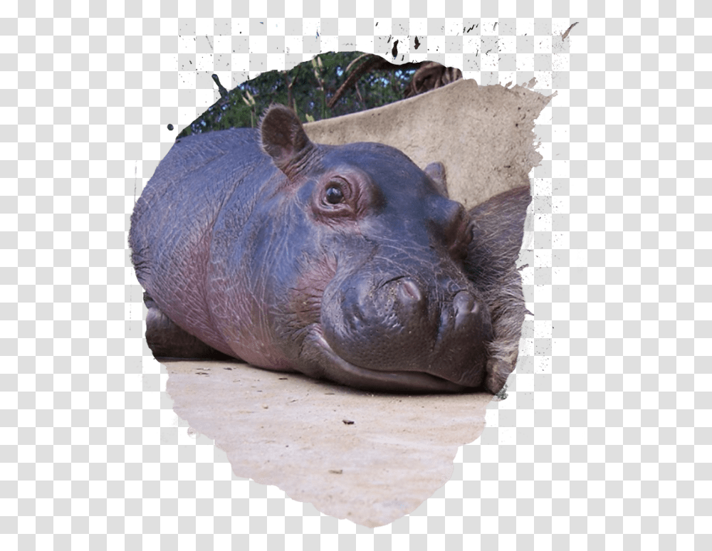 Infant Download Hippopotamus, Pig, Mammal, Animal, Wildlife Transparent Png