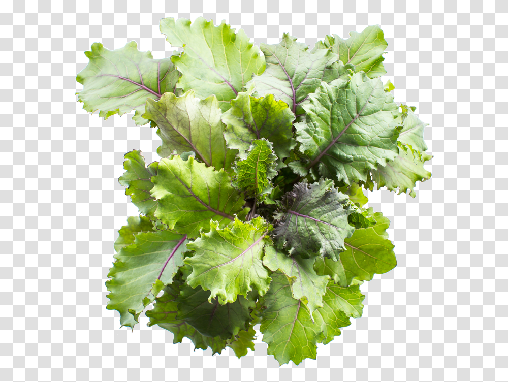 Infarm Scarlet Kale Spring Greens, Lettuce, Vegetable, Plant, Food Transparent Png