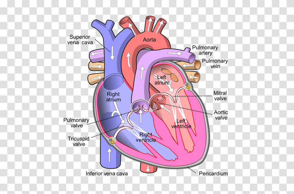 Inferior Vena Cava Parts Of The Heart, Grenade, Bomb, Weapon, Weaponry Transparent Png