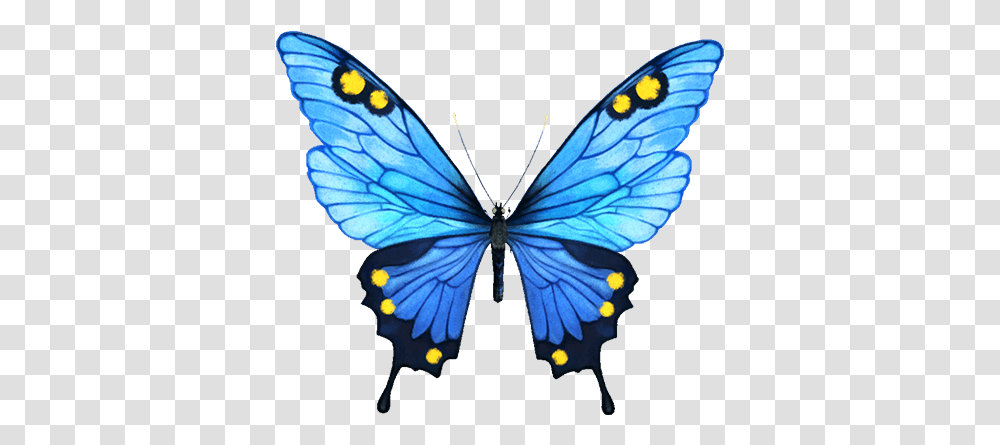 Infinity Clipart Butterfly Portable Network Graphics, Insect, Invertebrate, Animal, Pattern Transparent Png