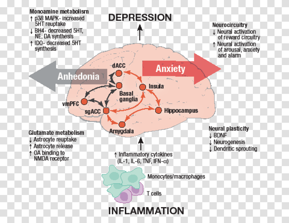 Inflammation Model Of Depression, Plot, Diagram, Poster, Advertisement Transparent Png