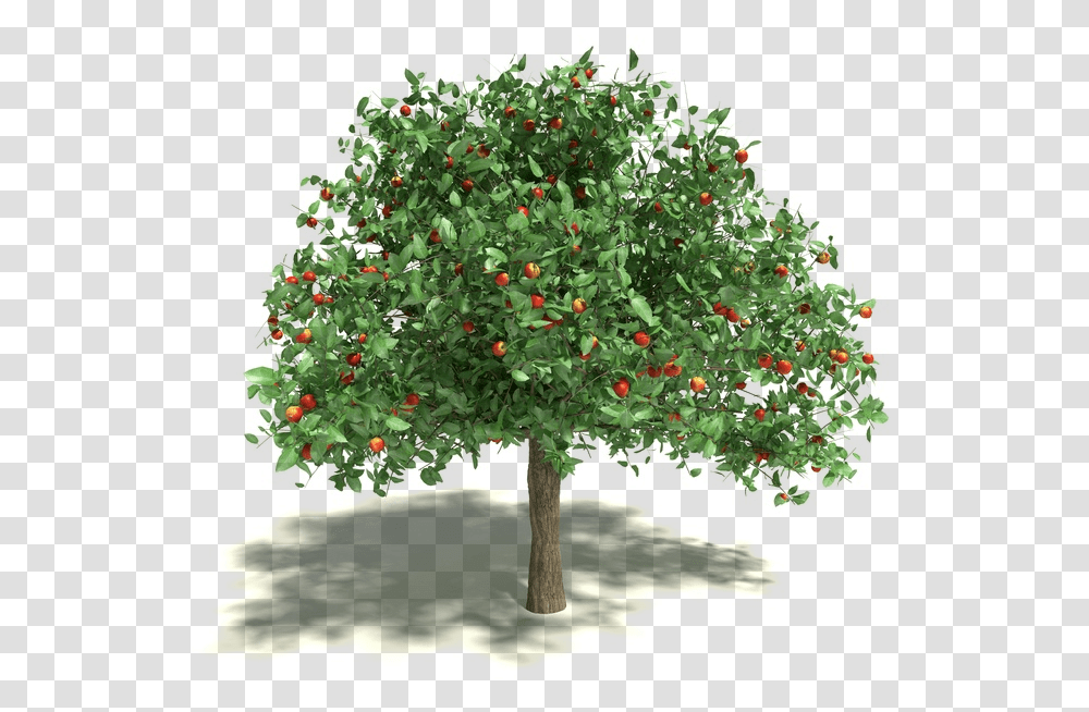 Info Apple Tree, Plant, Ornament, Art, Graphics Transparent Png