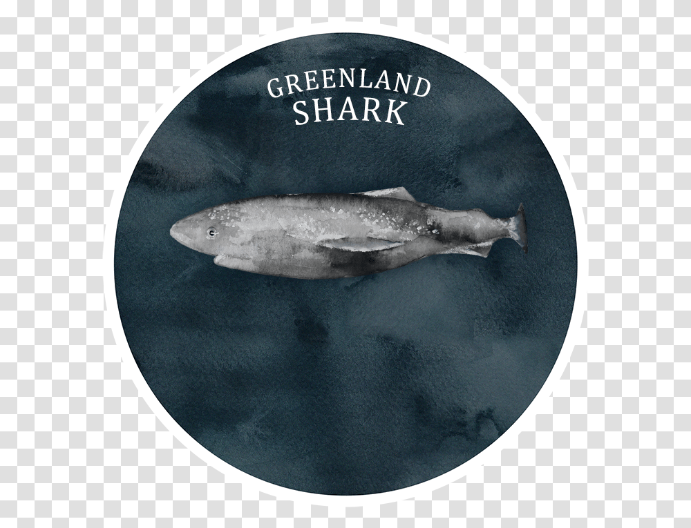 Info Shark Trout, Fish, Animal, Coho, Mammal Transparent Png