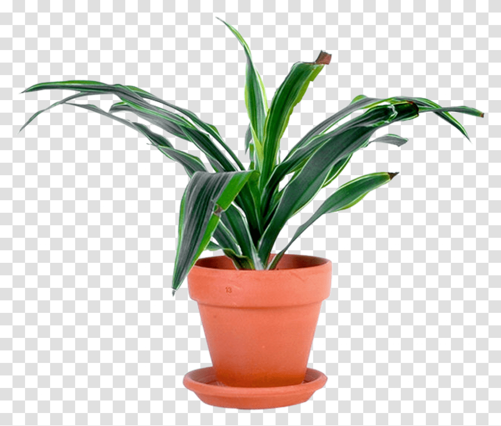 Information About Potted Plants, Palm Tree, Arecaceae, Leaf Transparent Png