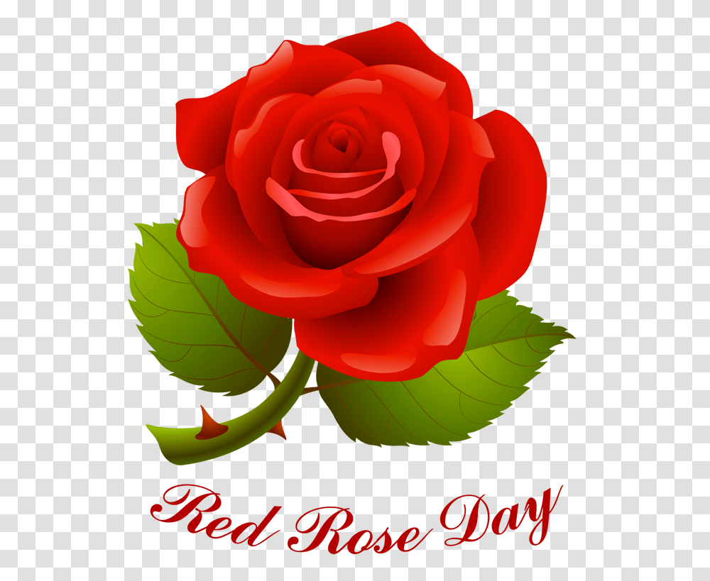 Information And Clip Art For National Red Rose Day Happy Rose Day Image Download, Flower, Plant, Blossom Transparent Png