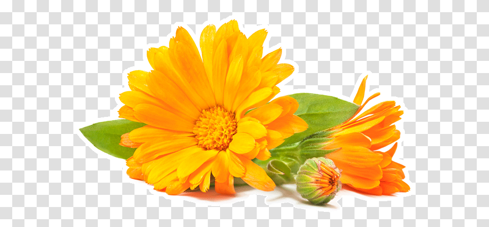 Ingredients Health Benefits Carmien, Plant, Flower, Blossom, Daisy Transparent Png