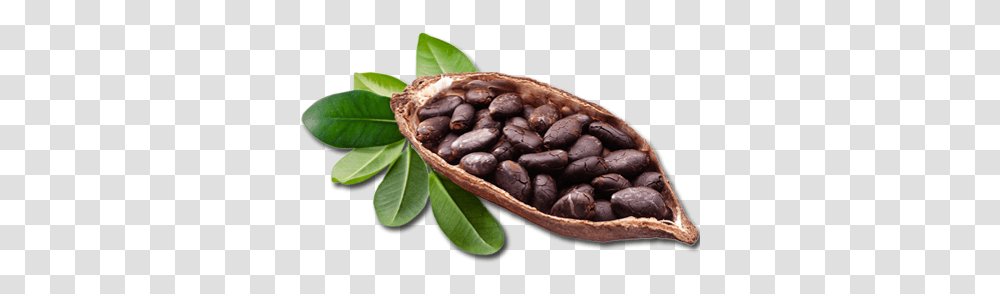 Ingredients - Soularorganics Cocoa Beans On Tree, Plant, Vegetable, Food, Nut Transparent Png