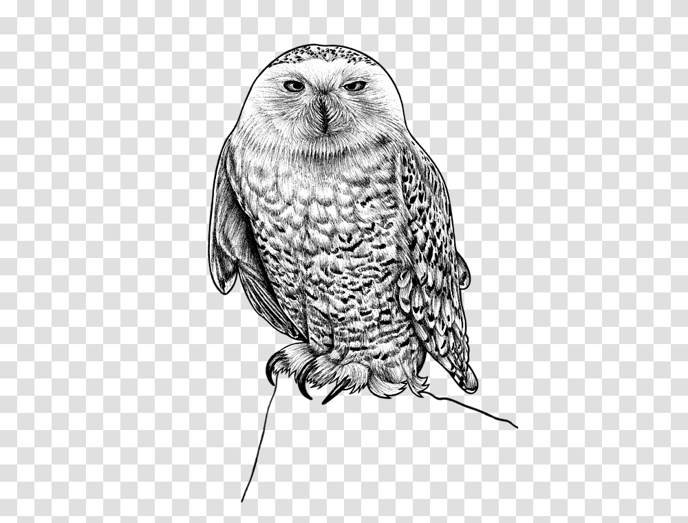 Ink Illustration Snowy Owl Ink, Bird, Animal, Beak, Portrait Transparent Png