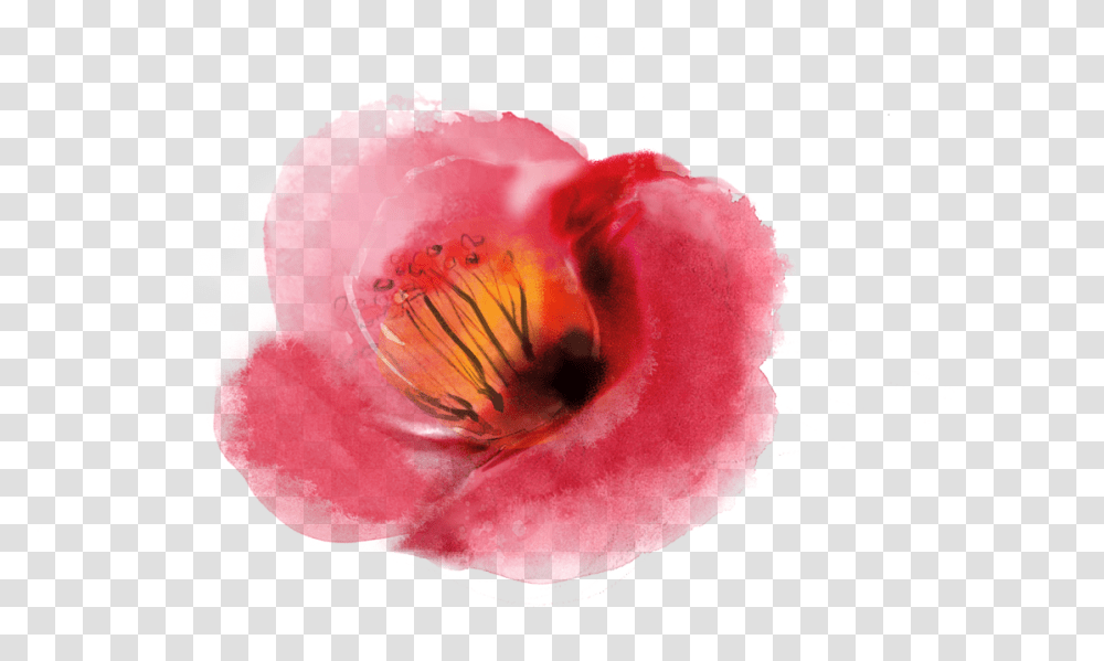 Ink Wash Painting, Petal, Flower, Plant, Blossom Transparent Png