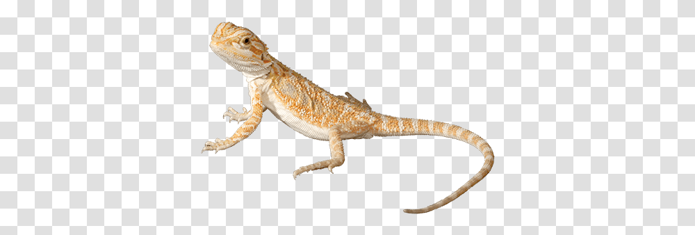 Inland Bearded Dragon Bearded Dragon No Background, Lizard, Reptile, Animal, Gecko Transparent Png