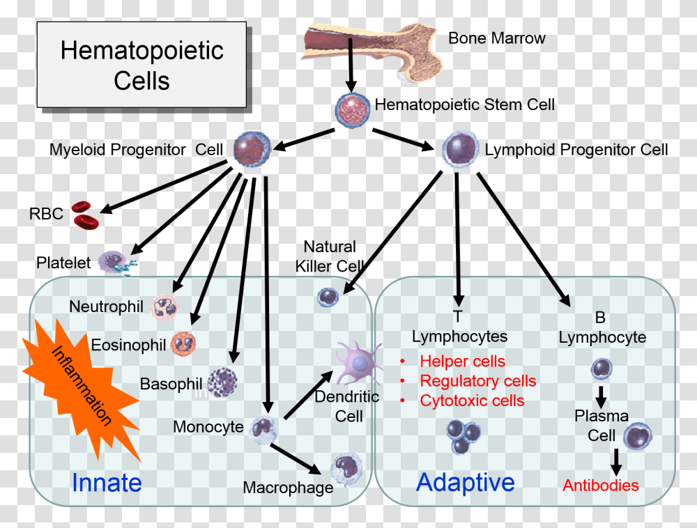 Innate Vs Adaptive Immunity Chart, Paper, Plot, Diagram Transparent Png