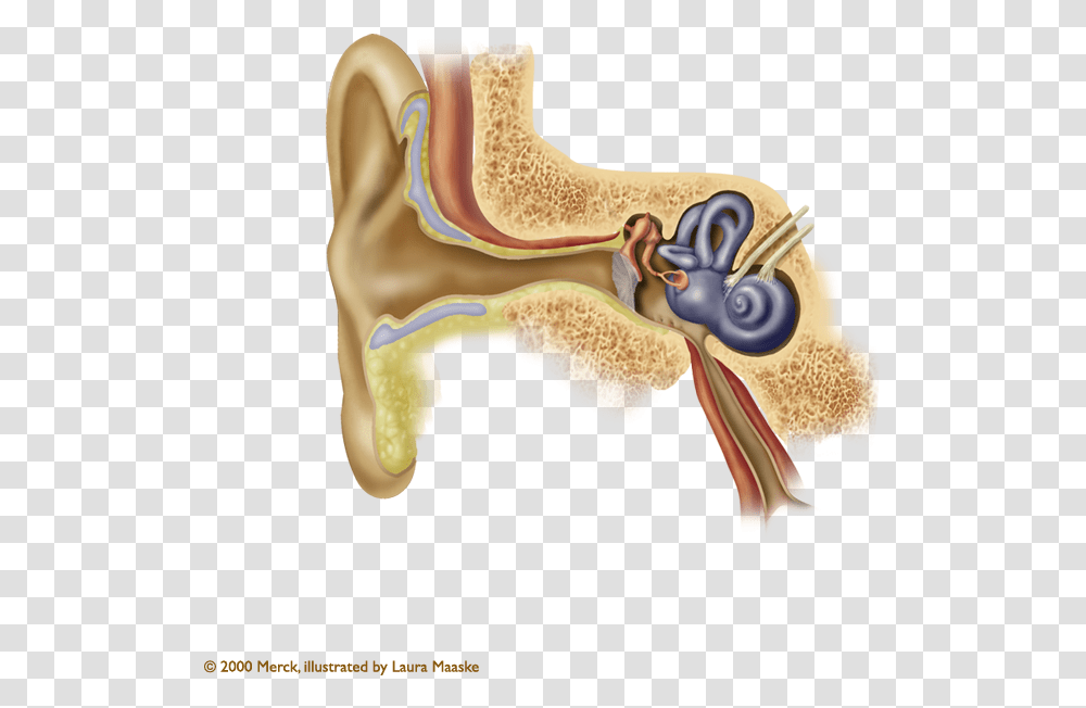 Inner Ear Anatomy Of The Ear, Furniture, Saddle, Stomach, Dinosaur Transparent Png