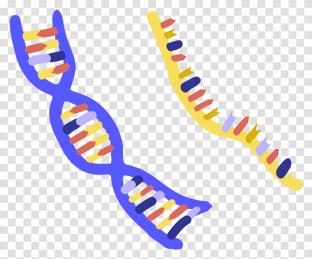 Innovative Genomics Institute Igi Nucleic Acid Clipart, Brush, Tool, Toothbrush Transparent Png