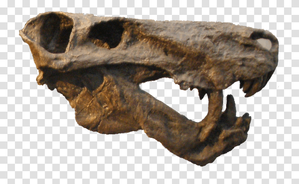 Inostrancevia Alexandri, Fossil, Dinosaur, Reptile, Animal Transparent Png