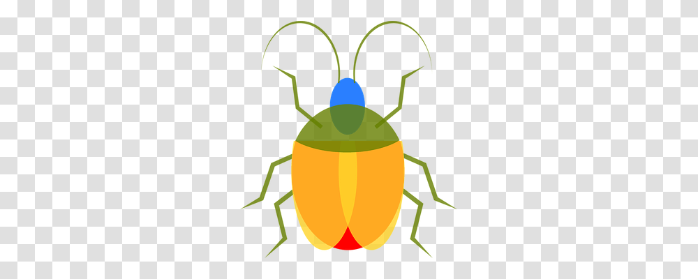 Insect Nature, Invertebrate, Animal, Firefly Transparent Png