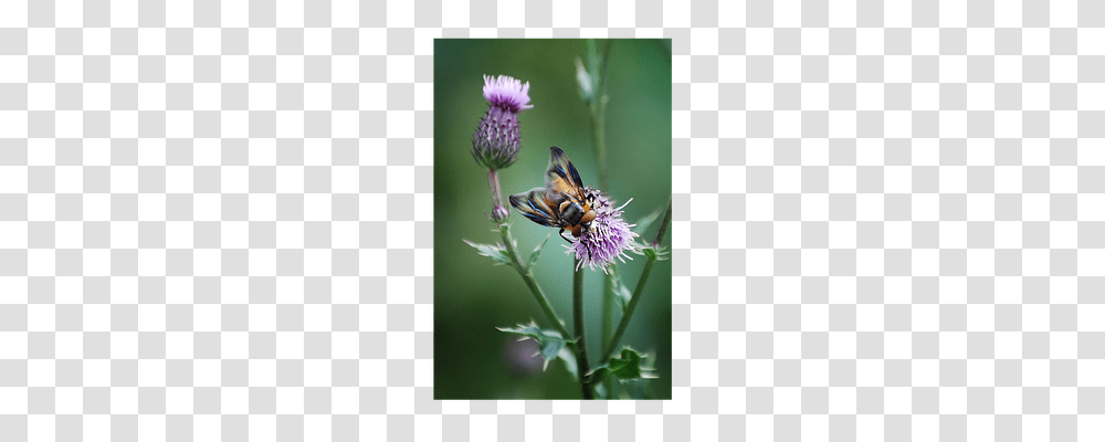 Insect Nature, Plant, Flower, Apidae Transparent Png