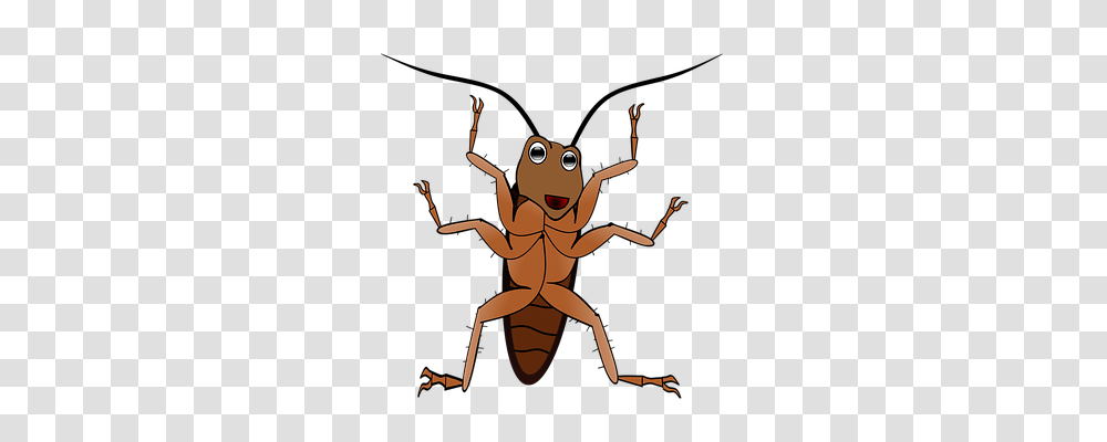 Insect Nature, Invertebrate, Animal, Cockroach Transparent Png