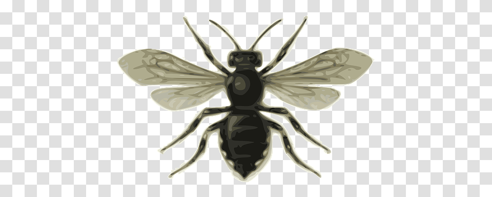 Insect Animals, Invertebrate, Wasp, Bee Transparent Png
