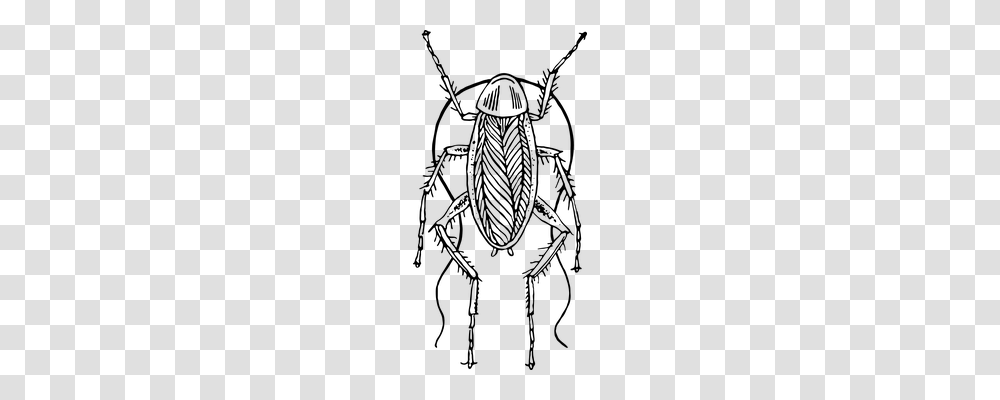 Insect Animals, Gray, World Of Warcraft Transparent Png