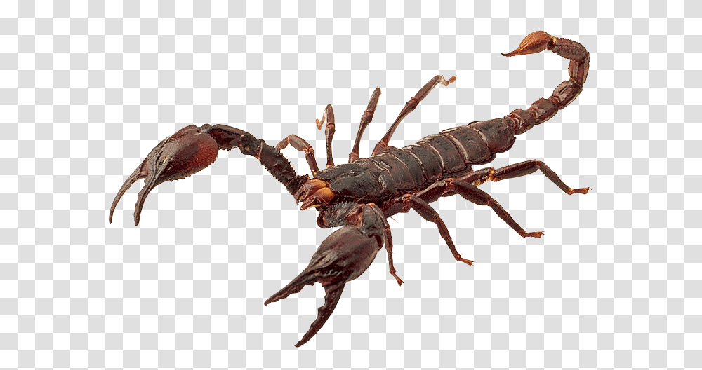 Insect, Animal, Seafood, Spider Transparent Png