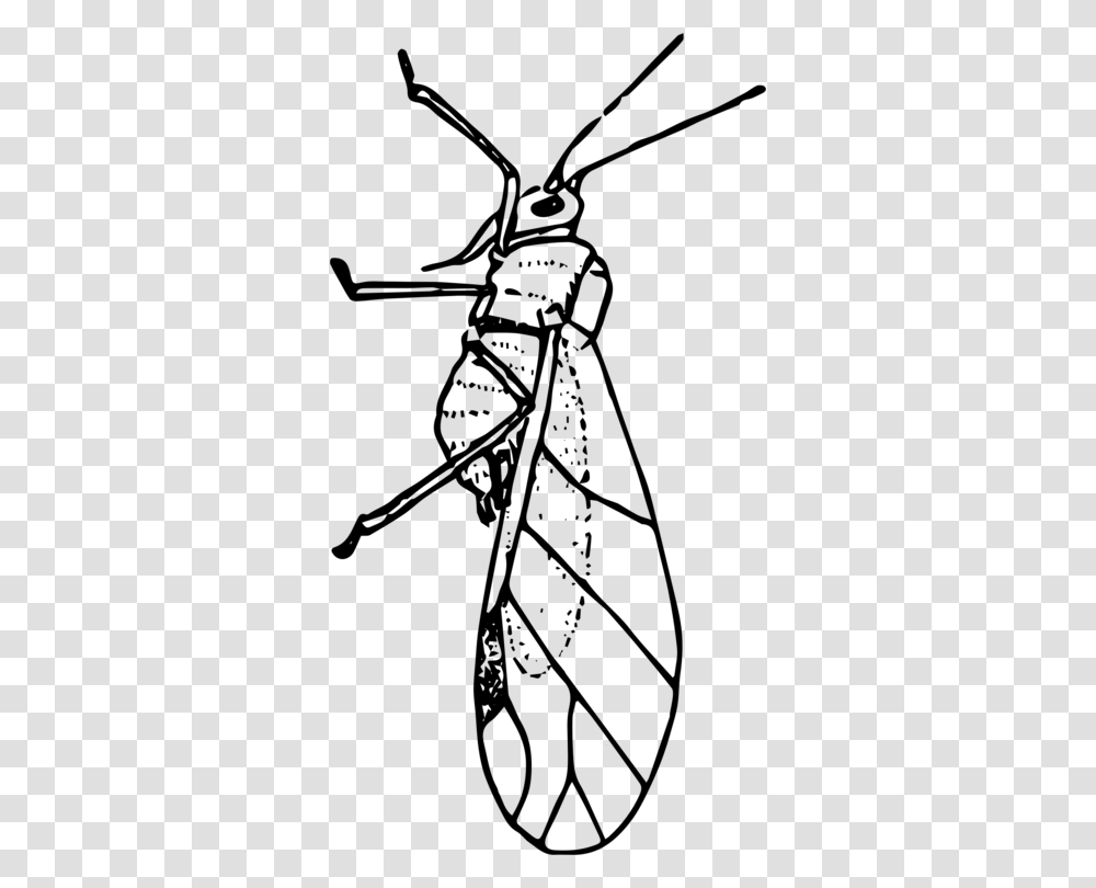 Insect Aphid Ladybird Beetle Line Art Drawing, Gray, World Of Warcraft Transparent Png