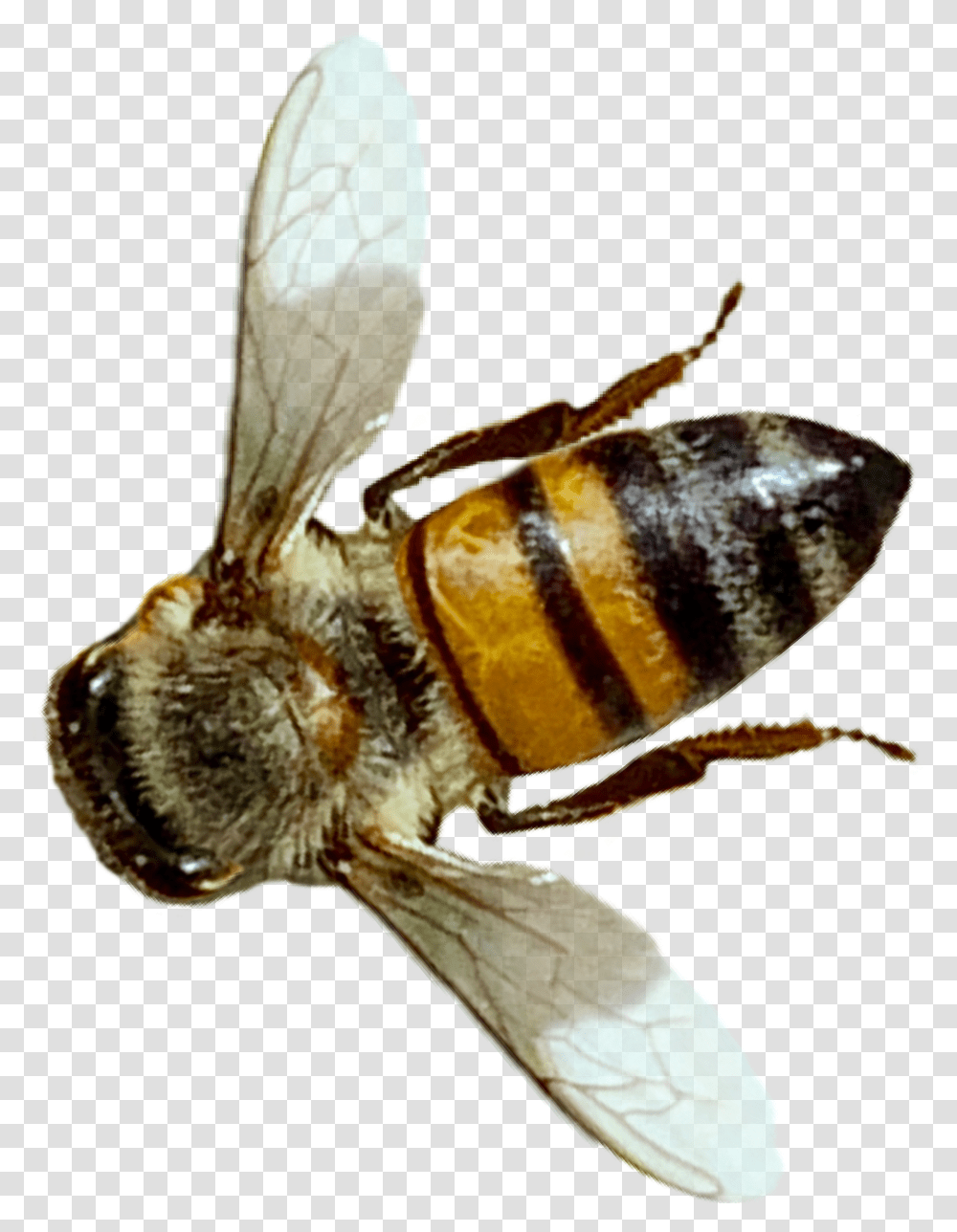 Insect Bee Honeybee Nature Realistic Op From The Net Winged Insects, Apidae, Invertebrate, Animal, Honey Bee Transparent Png