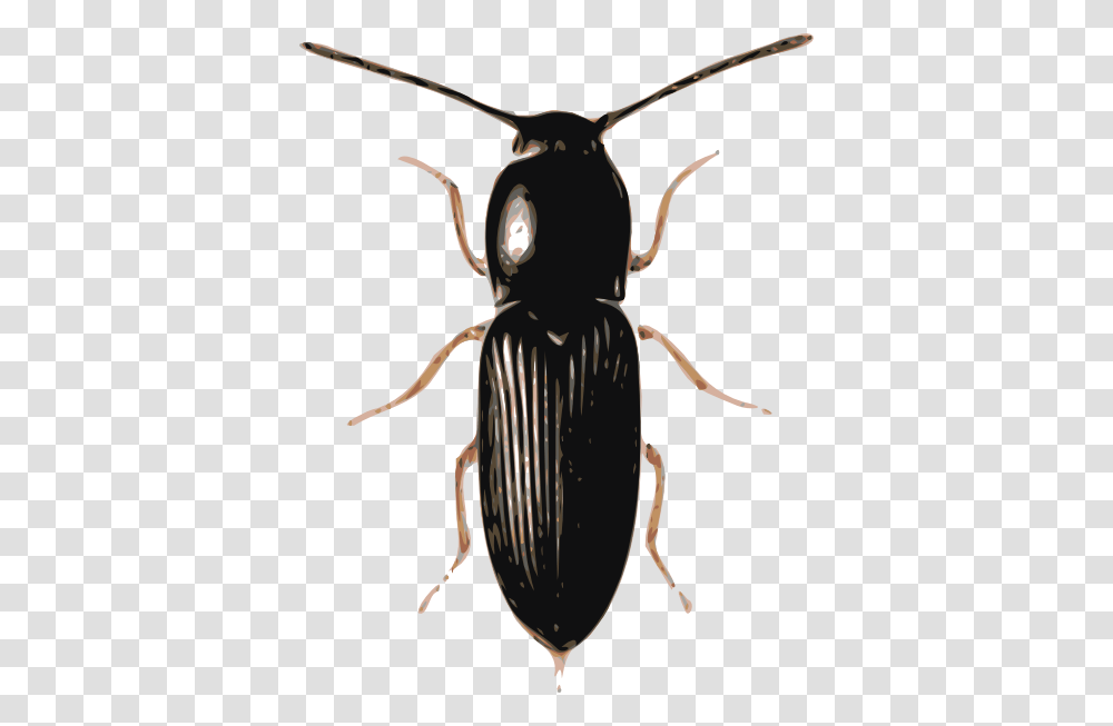 Insect Beetle Cardiophorus Clip Art, Invertebrate, Animal, Spider, Arachnid Transparent Png
