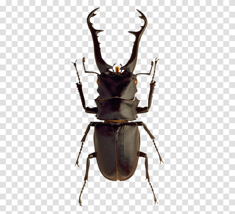 Insect Beetle Insects, Invertebrate, Animal, Dung Beetle, Spider Transparent Png