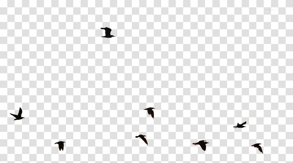 Insect, Bird, Animal, Alphabet Transparent Png