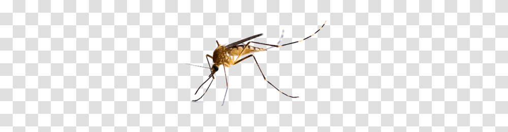 Insect, Bow, Mosquito, Invertebrate Transparent Png