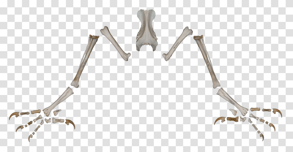 Insect, Bow, Skeleton, X-Ray, Ct Scan Transparent Png