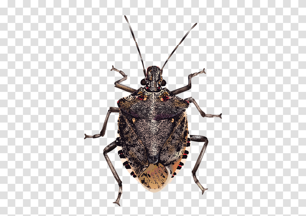 Insect Brown Marmorated Stink Bug True Bugs, Invertebrate, Animal, Spider, Arachnid Transparent Png