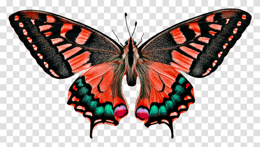 Insect Butterfly, Invertebrate, Animal, Monarch, Rug Transparent Png