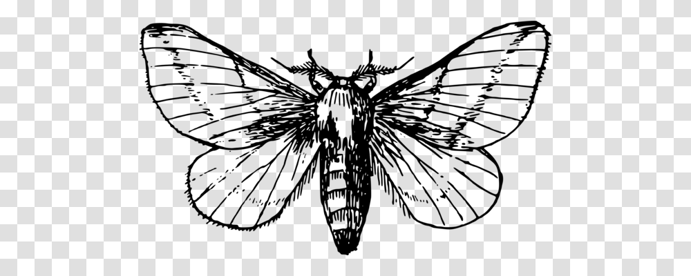 Insect Butterfly Luna Moth Silkworm, Gray, World Of Warcraft Transparent Png
