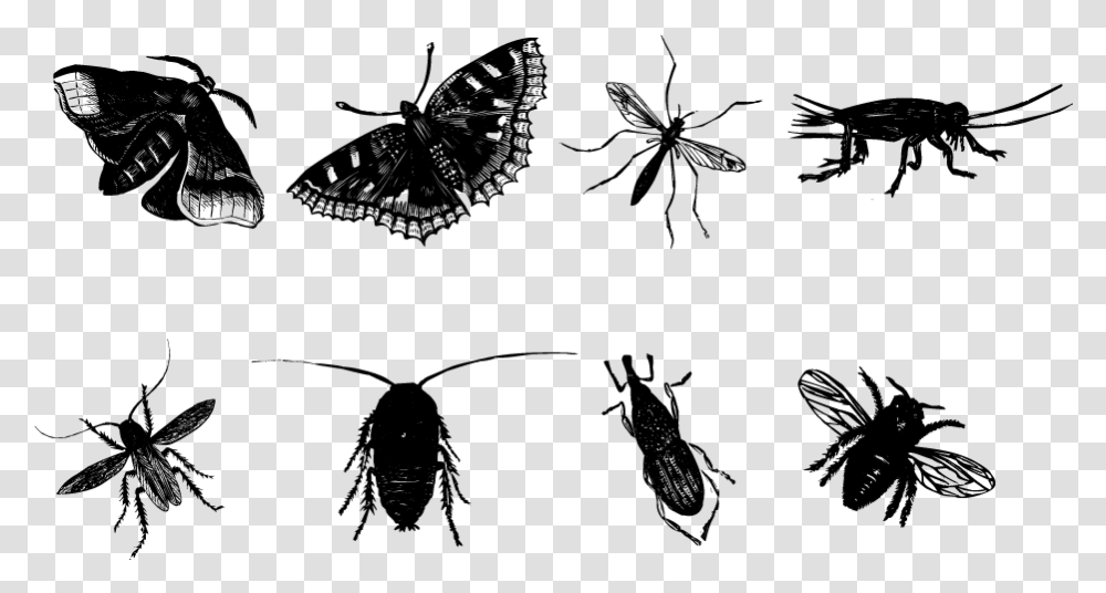 Insect Butterfly Mosquito Bee Insect Sketch, Gray, World Of Warcraft Transparent Png